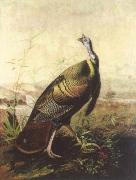 John James Audubon the american wild turkey cock Sweden oil painting artist
